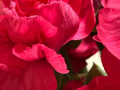 Close up of red flowers symbolising emotional expression